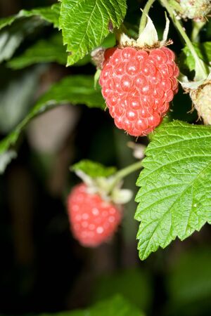 Fresh raspberry on a bush in a garden