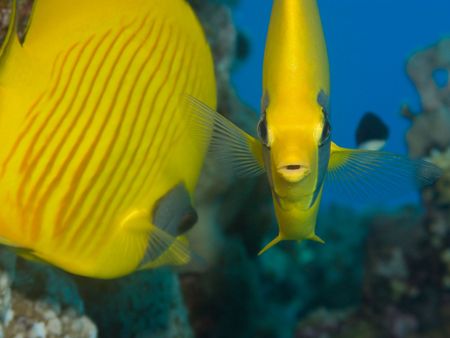 Semilarvatus Butterfly (Chaetodon semilarvatus)  on coral reef in Red Sea. Close up.
