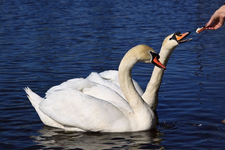 Pair of white swans on a pond. Close up.の写真素材