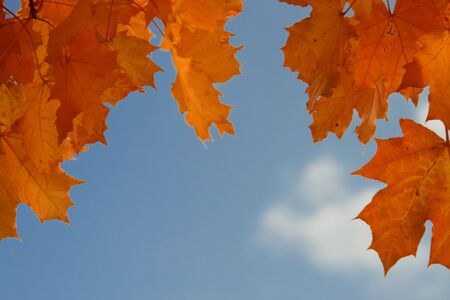 Background from autumn leaves. Outdoor close up.