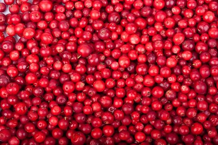 Abstract background from fresh cowberry. Close up.の写真素材
