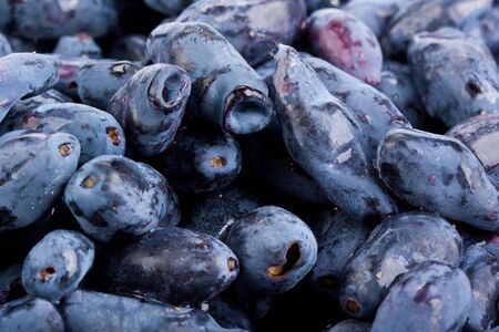Fresh appetizing berries of a honeysuckle on a white background.の写真素材