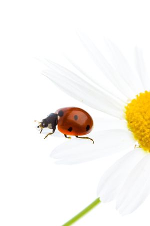 Ladybird on a daisy over white background. A close up.の写真素材
