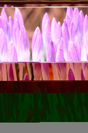 The beautiful girl gets a pearl necklace from seashell on a white backgroundの写真素材