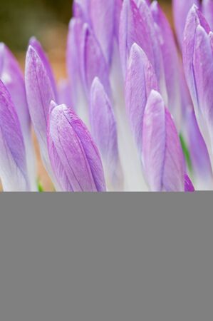 The beautiful dancing girl on a grey background. Modern dances.の写真素材