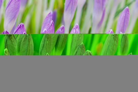 The beautiful dancing girl on a grey background. Modern dances.の写真素材