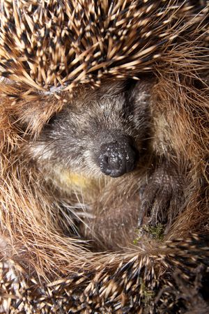 Portrait of a nice hedgehog. Close up.の写真素材
