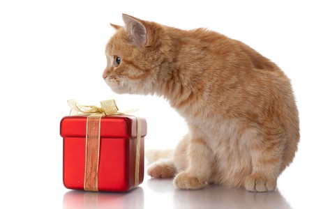 Little funny kitten and gift box on a white background.の写真素材