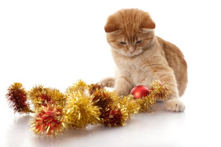 Little kitten and christmas ornaments on a white background.の写真素材