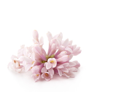 Sprig of lilac flowers isolated on a white background.の写真素材