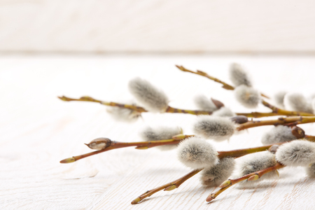 Pussy willow branch with catkins on a wooden background.の写真素材