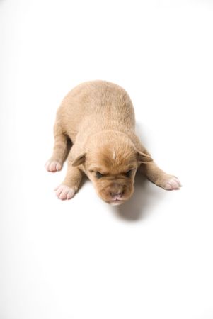 Studio shot of a newborn dog on white backgroundの写真素材