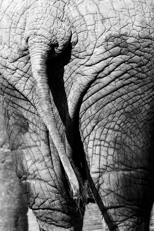 Elephant back detail skin black and white greyの写真素材
