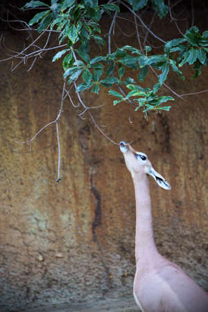 Gazelleの写真素材