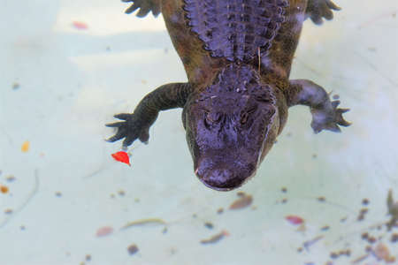 Alligatorの写真素材