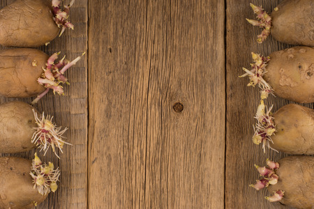 Sprouted potatoes for planting on a wooden surfaceの写真素材