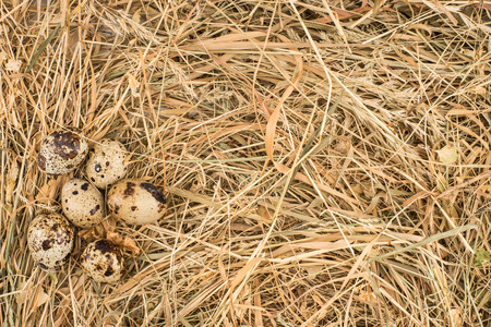 Quail eggs in a nest on dry hay backgroundの写真素材