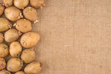potato on burlap sack background. Natural canvas texture. Organic food. Backdrop for design.の写真素材