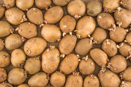 potato on burlap sack background. Natural canvas texture. Organic food. Backdrop for design.の写真素材