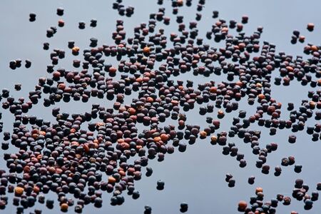 large amount of quinoa is poured onto a black reflective surface, milky, macro photography,...