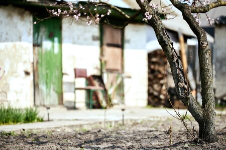 A blossoming tree on the garden against the background of a rural-type building. Pink flowers on the tree. beautiful bark of a tree. private sector. Nature against the background of the building. gardeningの写真素材