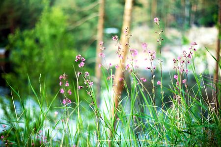 Pink little flowers grow in the forest in the spring. Green grass and fox. Beautiful bokeh. summer background.の写真素材