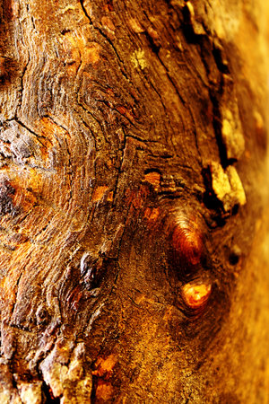texture of a wooden log.の写真素材