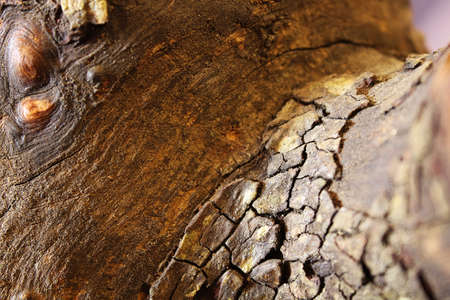texture of a wooden log.の写真素材