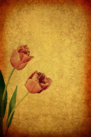 vintage old burnt paper with tulipの写真素材