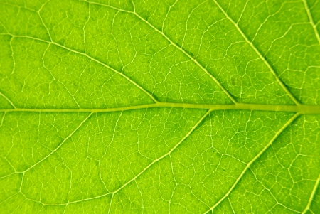 leaf textureの写真素材