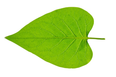 leaf