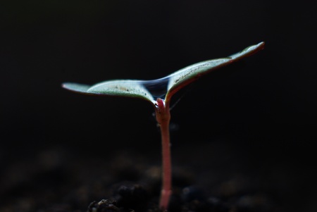 plant growth of  baby plants