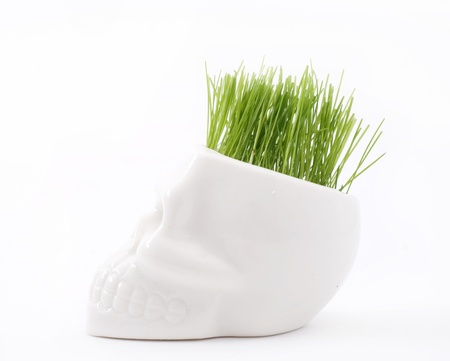 green grass in pot of skull isolated on whiteの写真素材