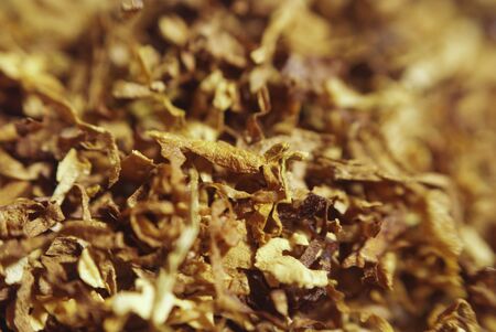 Loose cuts of dried tobacco form golden background texture .Shallow DOF.
の写真素材