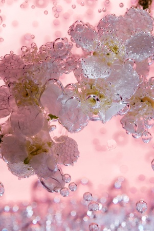 bird cherry tree in water with bubblesの写真素材