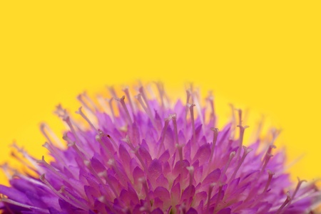 close up  of clover background. macro shotの写真素材