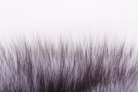 fluffy fur isolated on white