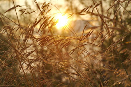 dry grass with sun light