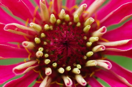 purple herber os closeup, macro shotの写真素材