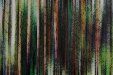 dark path through forest