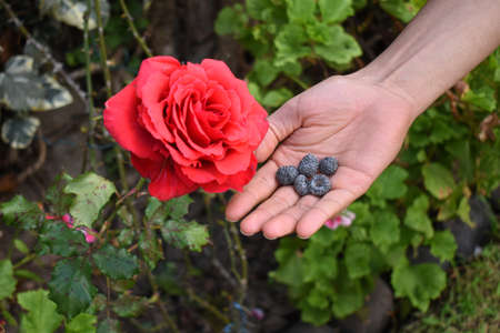 red rose with wild blackberries