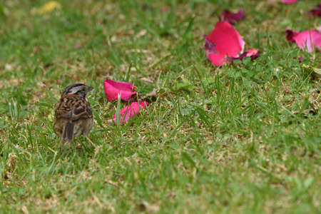 sparrow on the grass with rose petals