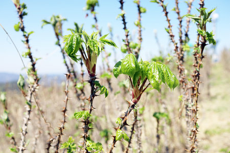 Young leaves on the branches of a tree in the spring garden.の写真素材