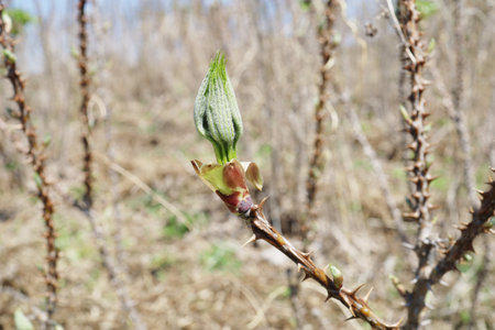 Young sprout of chestnut in the spring on a bush.の写真素材
