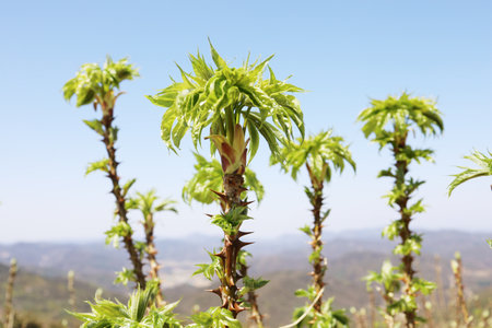 Young shoots of hops on the background of the blue sky in the springの写真素材