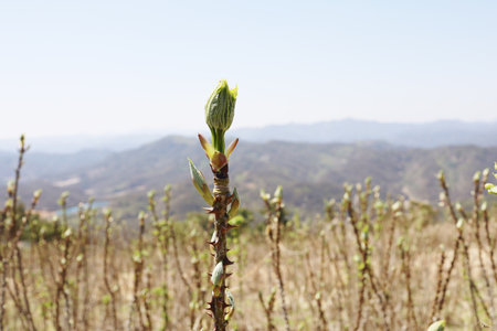 Young green sprouts of trees on the background of the mountains.の写真素材