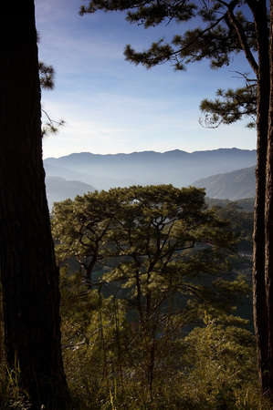 Vuiw though pie trees to the distant mountains.  Baguio Philippinesの写真素材