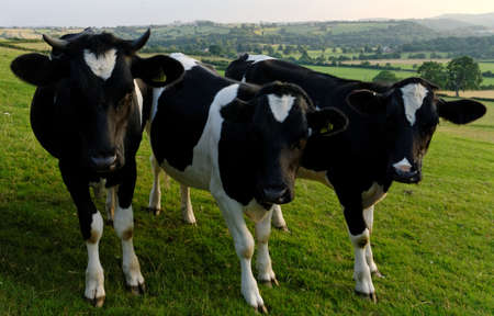 Three freisian calves standing toetherの写真素材
