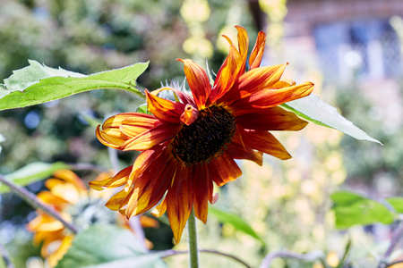 Sunflower in the light