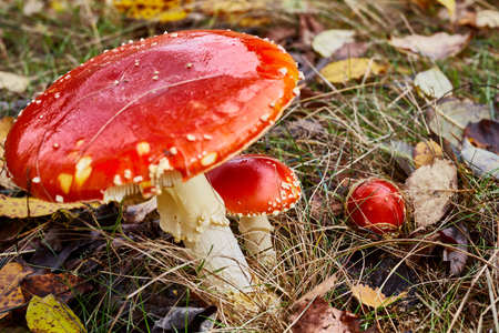 A mushroom in the autumnの写真素材